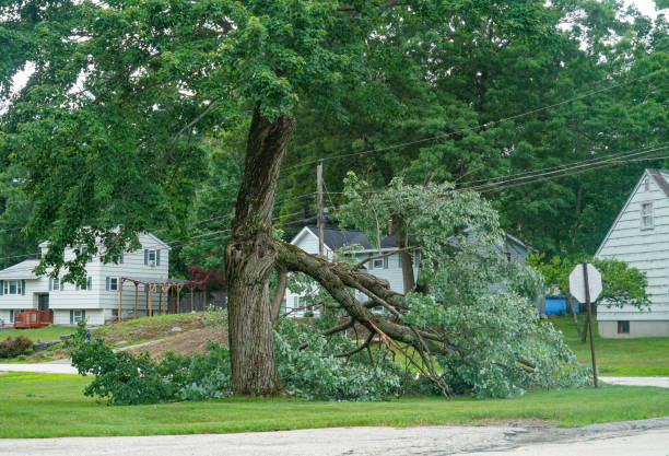 Professional Tree Services in Louisville, NE